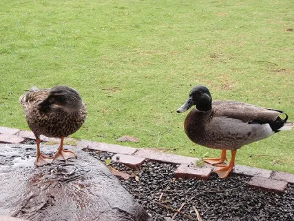 庭に来た野鳥